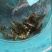 丁桂鱼20cm以上
