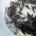 丁桂鱼20cm以上