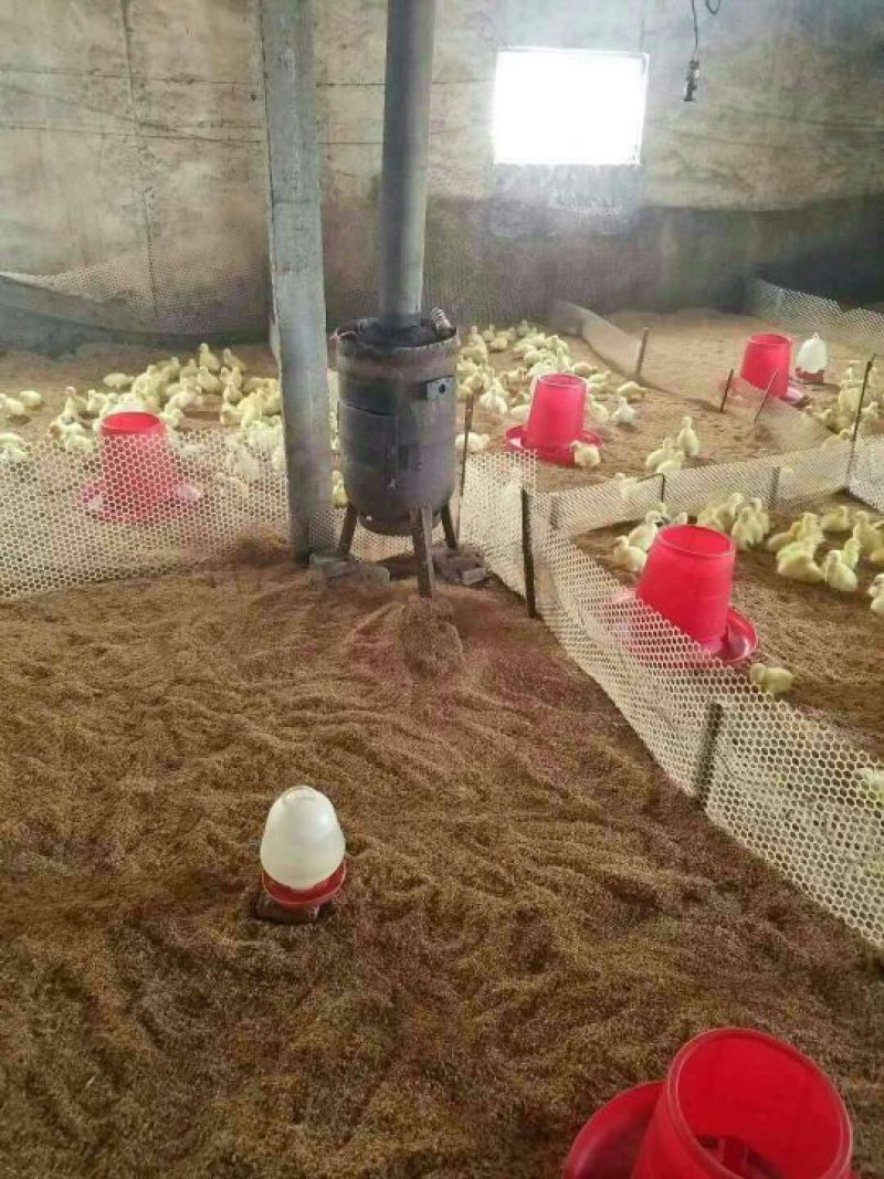 四季鹅苗