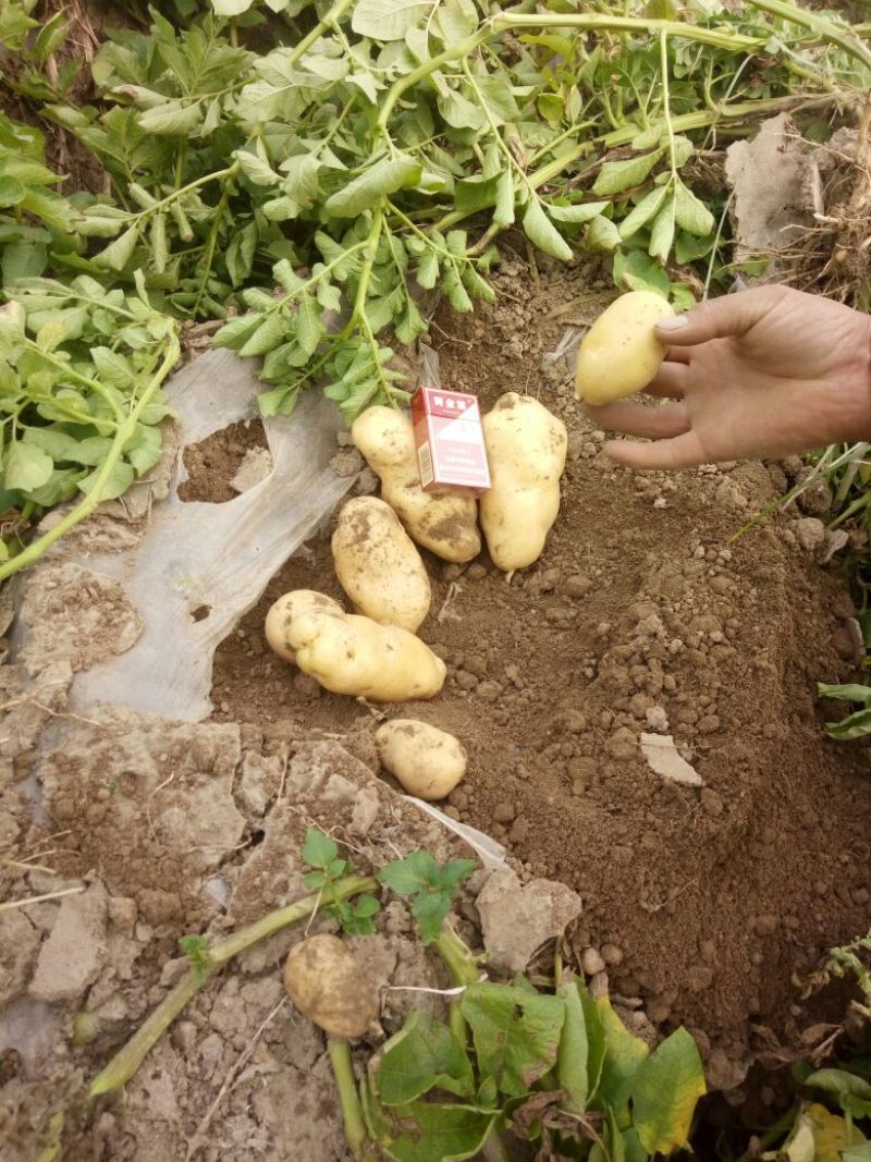 河南荷兰十五土豆精品货量充足，质量保障。