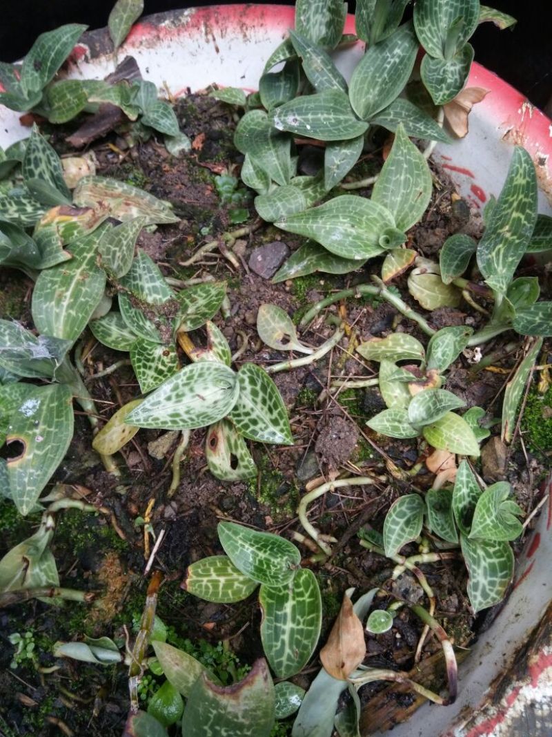 银线莲