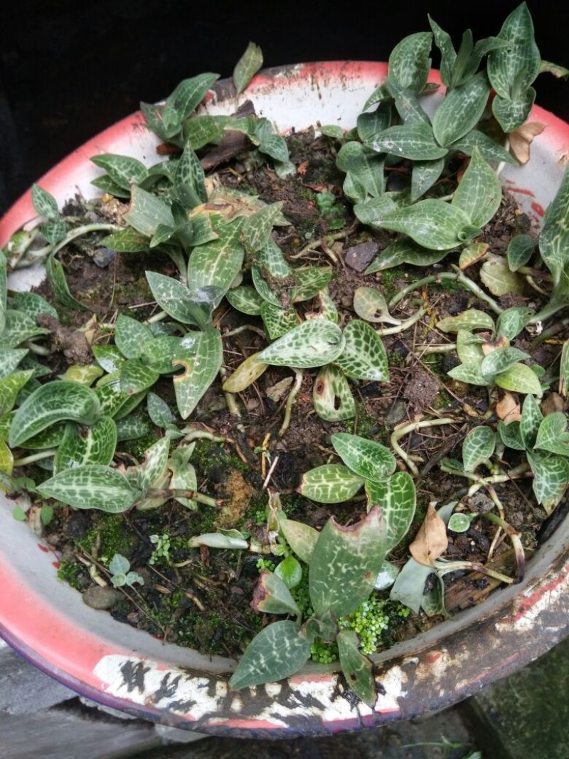 银线莲