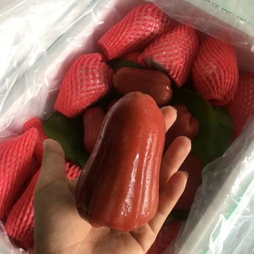 莲雾十斤装
