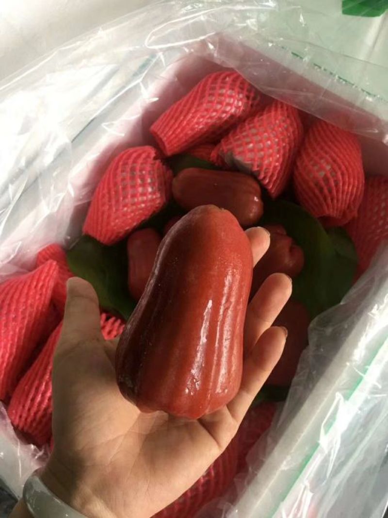 莲雾十斤装