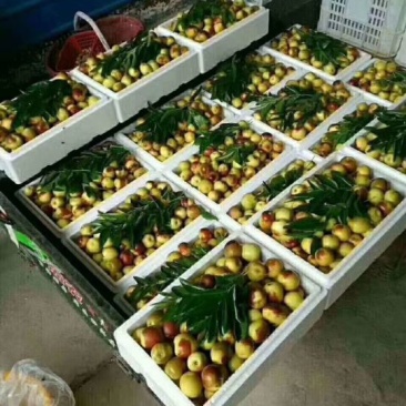 冬枣