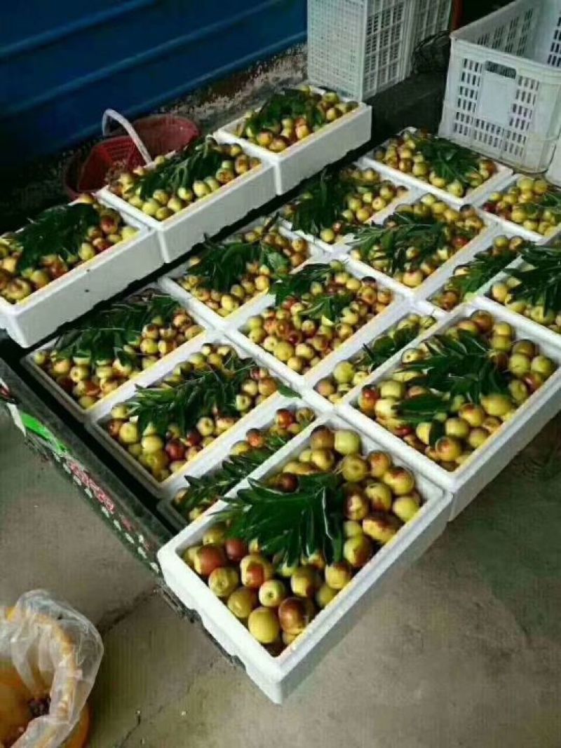 冬枣