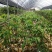 无籽荔枝美植袋苗高度50-60cm量多价优！