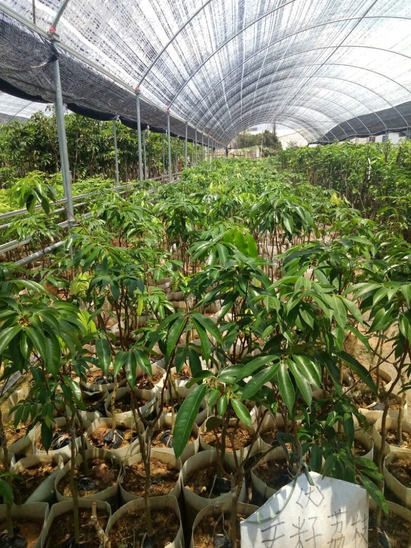 无籽荔枝美植袋苗高度50-60cm量多价优！