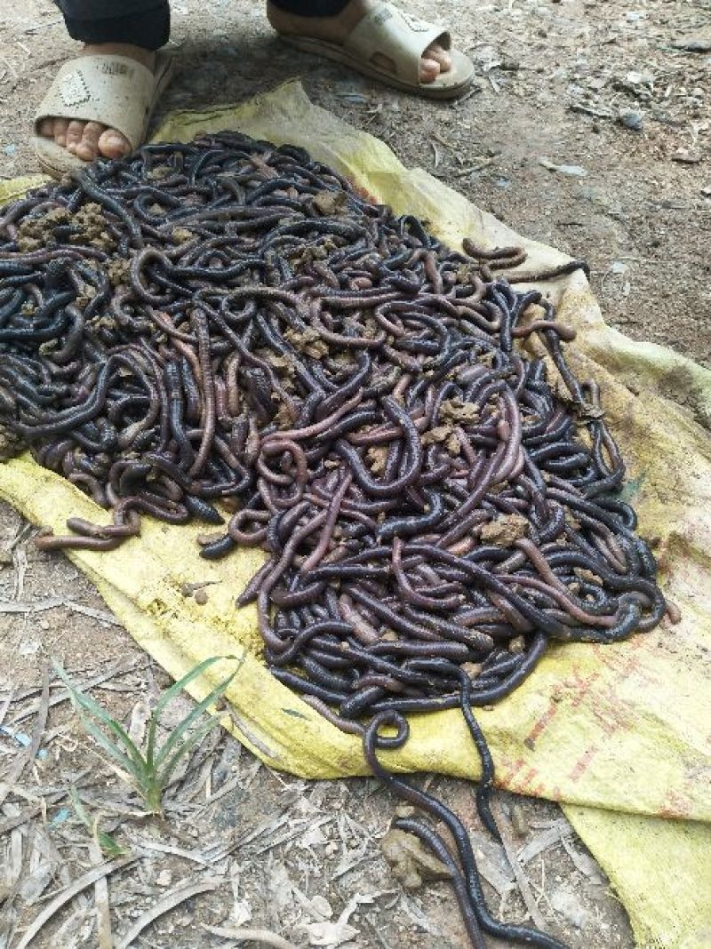 蚯蚓干、地龙干中药材地龙长年供应欢迎合作