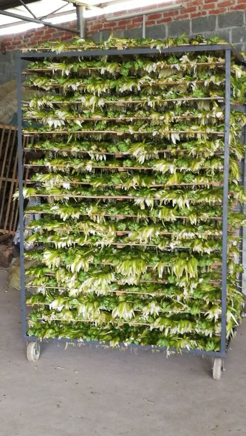 【爆款】广西农家新品干剑花(新鲜霸王花干)保质保量