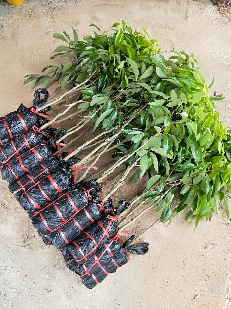 无核荔枝苗，桂味荔枝苗，妃子笑荔枝苗等基地直发