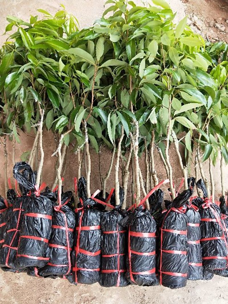 无核荔枝苗，桂味荔枝苗，妃子笑荔枝苗等基地直发