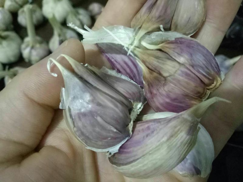 蒜苗种子，优质大蒜蒜苗种子！