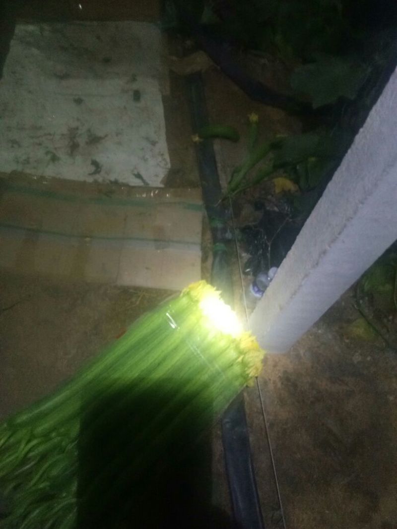 鲜花丝瓜
