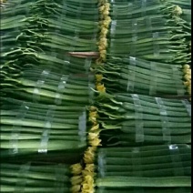 鲜花丝瓜