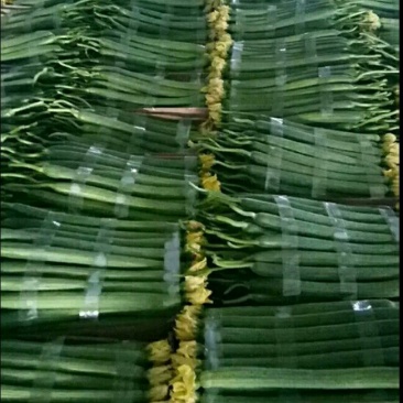 鲜花丝瓜