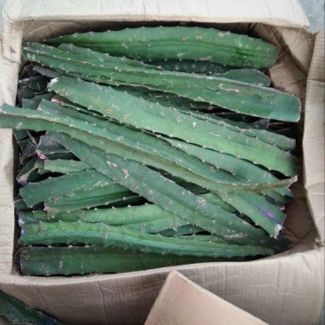 燕窝果苗30~50cm种苗