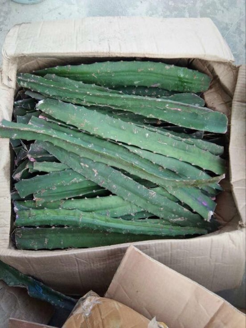 燕窝果苗30~50cm种苗