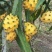 燕窝果苗30~50cm种苗