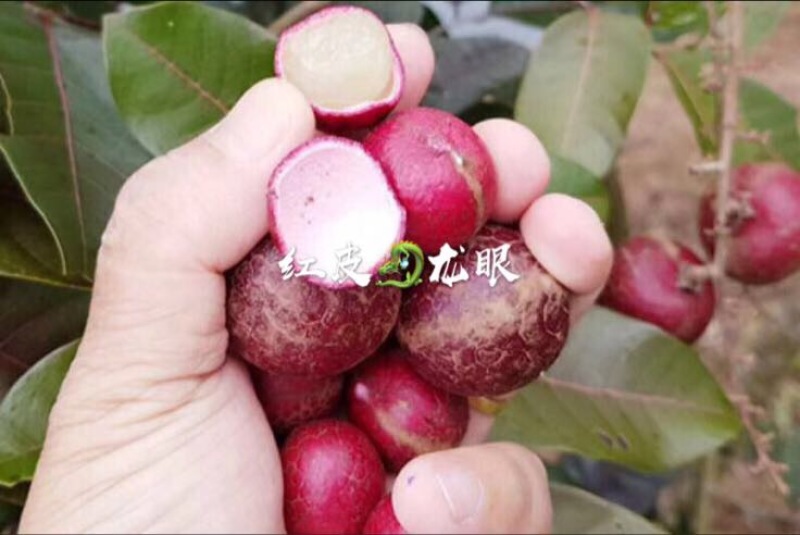 龙眼树苗30~50cm
