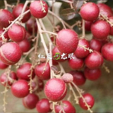 龙眼树苗30~50cm