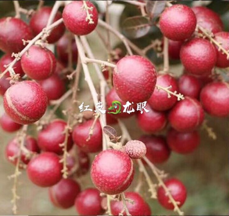 龙眼树苗30~50cm