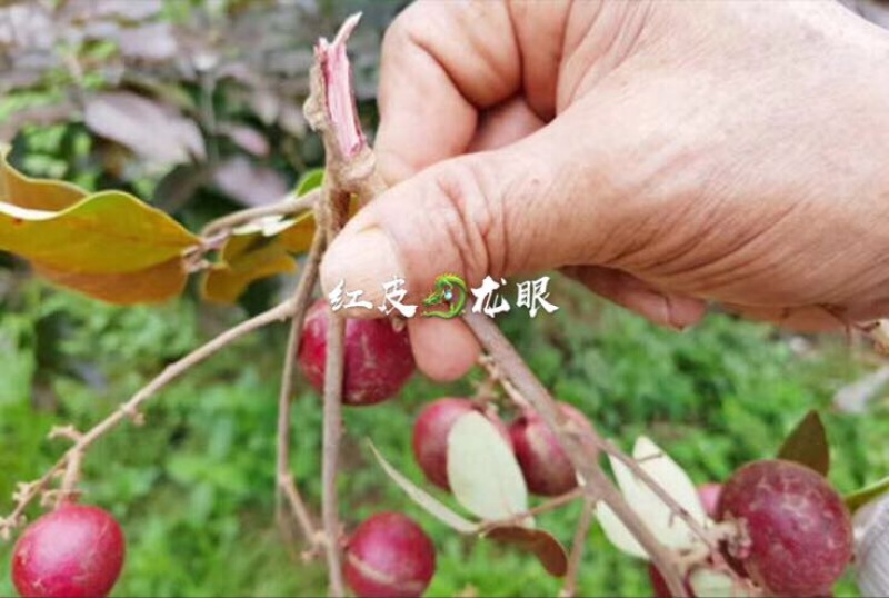 龙眼树苗30~50cm