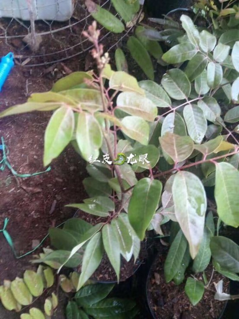龙眼树苗30~50cm