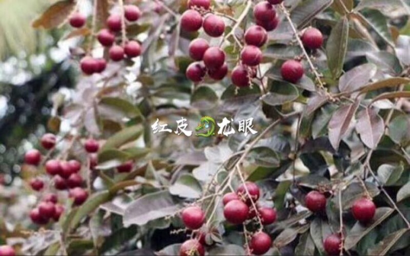龙眼树苗30~50cm
