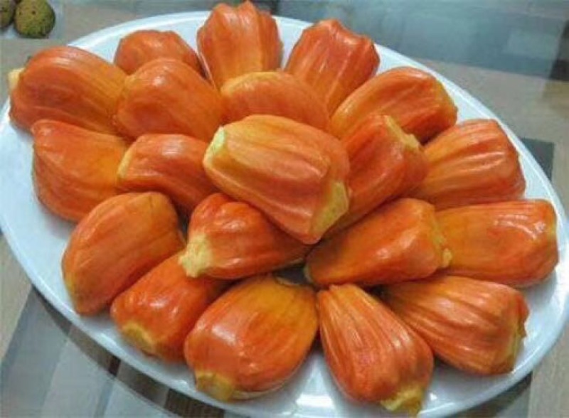 菠萝蜜苗稿接树
