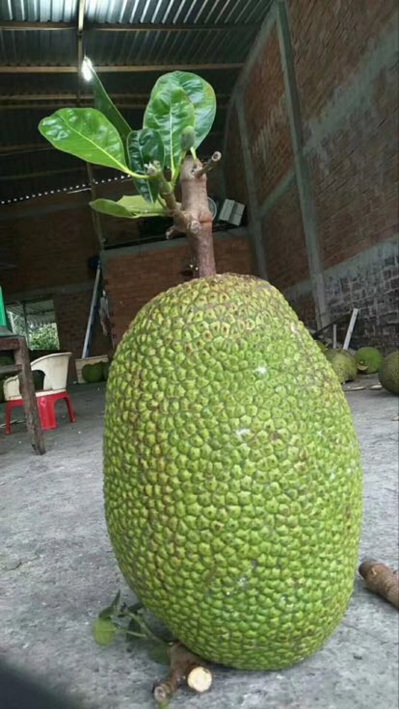 菠萝蜜苗稿接树