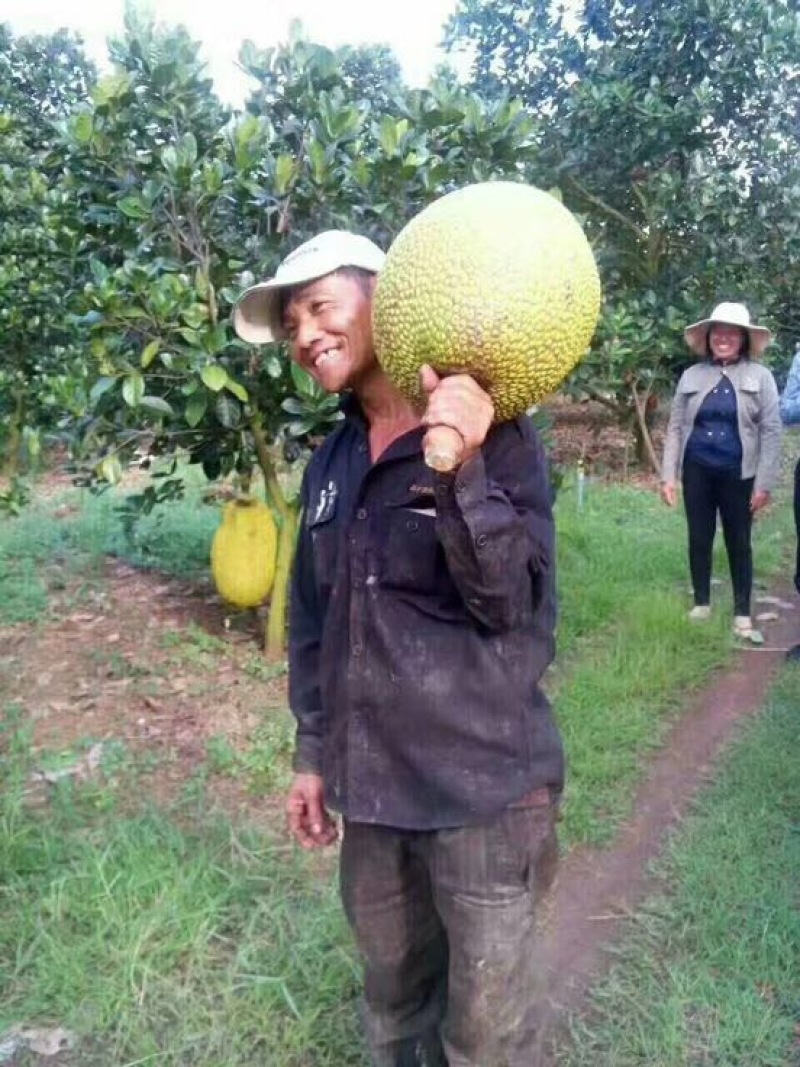 菠萝蜜苗稿接树