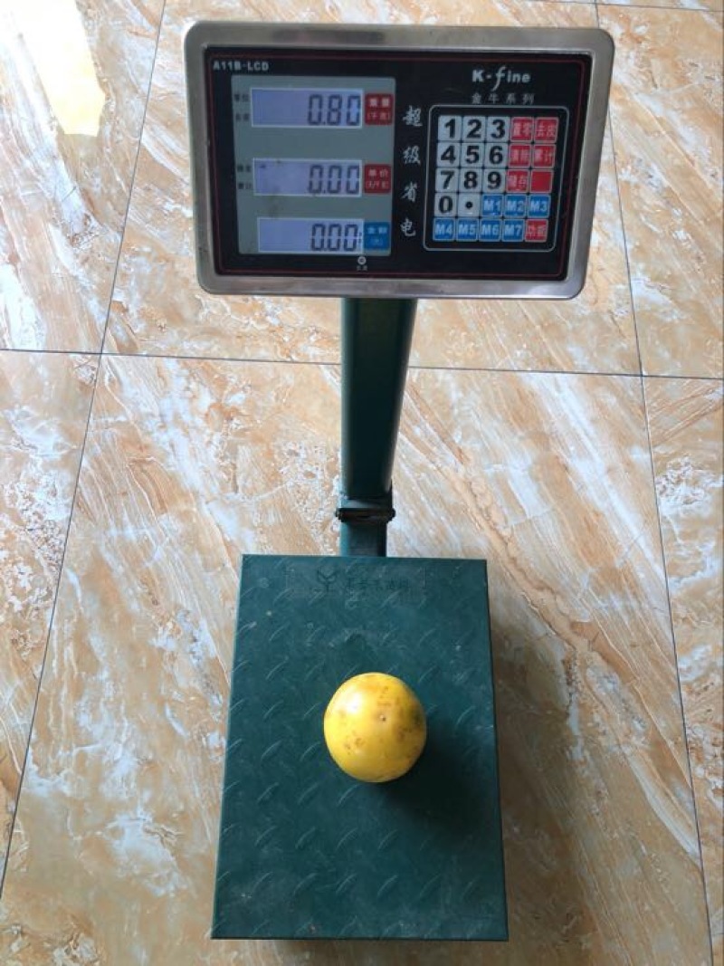 金霸黄金百香果种苗10~20cm