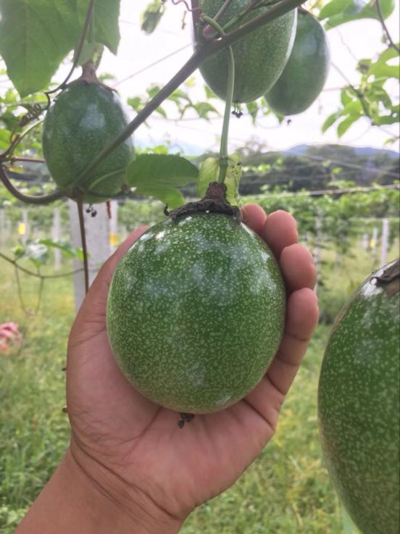 金霸黄金百香果种苗10~20cm
