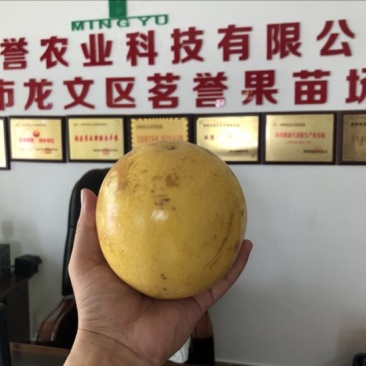 金霸黄金百香果种苗10~20cm