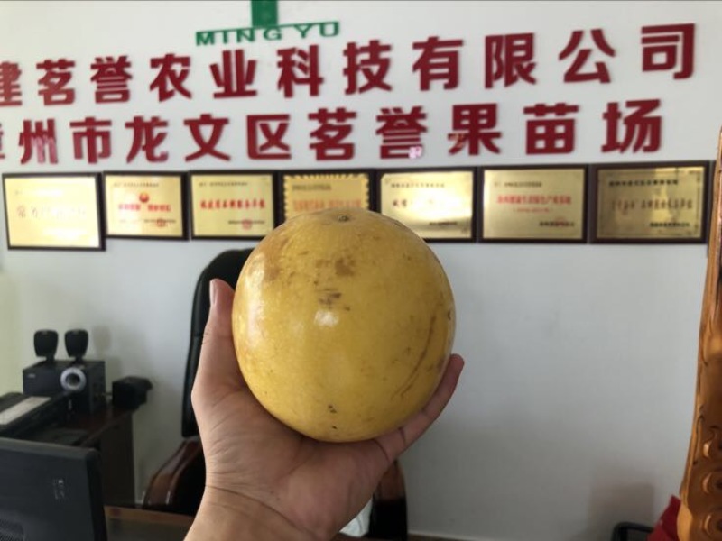 金霸黄金百香果种苗10~20cm
