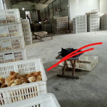 【鸡苗孵化地，常年供货】鸡苗各种规格，欢迎老板咨询合作