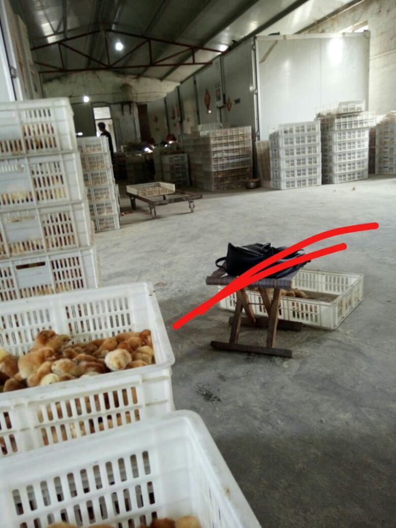 【鸡苗孵化地，常年供货】鸡苗各种规格，欢迎老板咨询合作