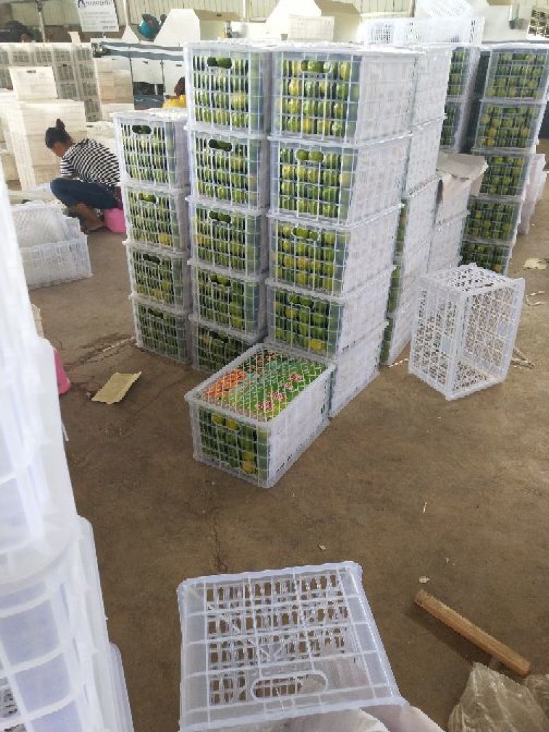 云南蜜橘欢迎您的到了