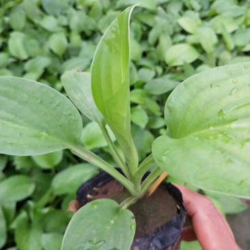 玉簪白玉簪紫玉簪花叶玉簪