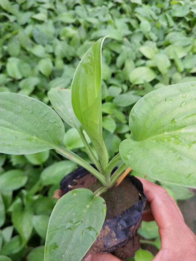 玉簪白玉簪紫玉簪花叶玉簪