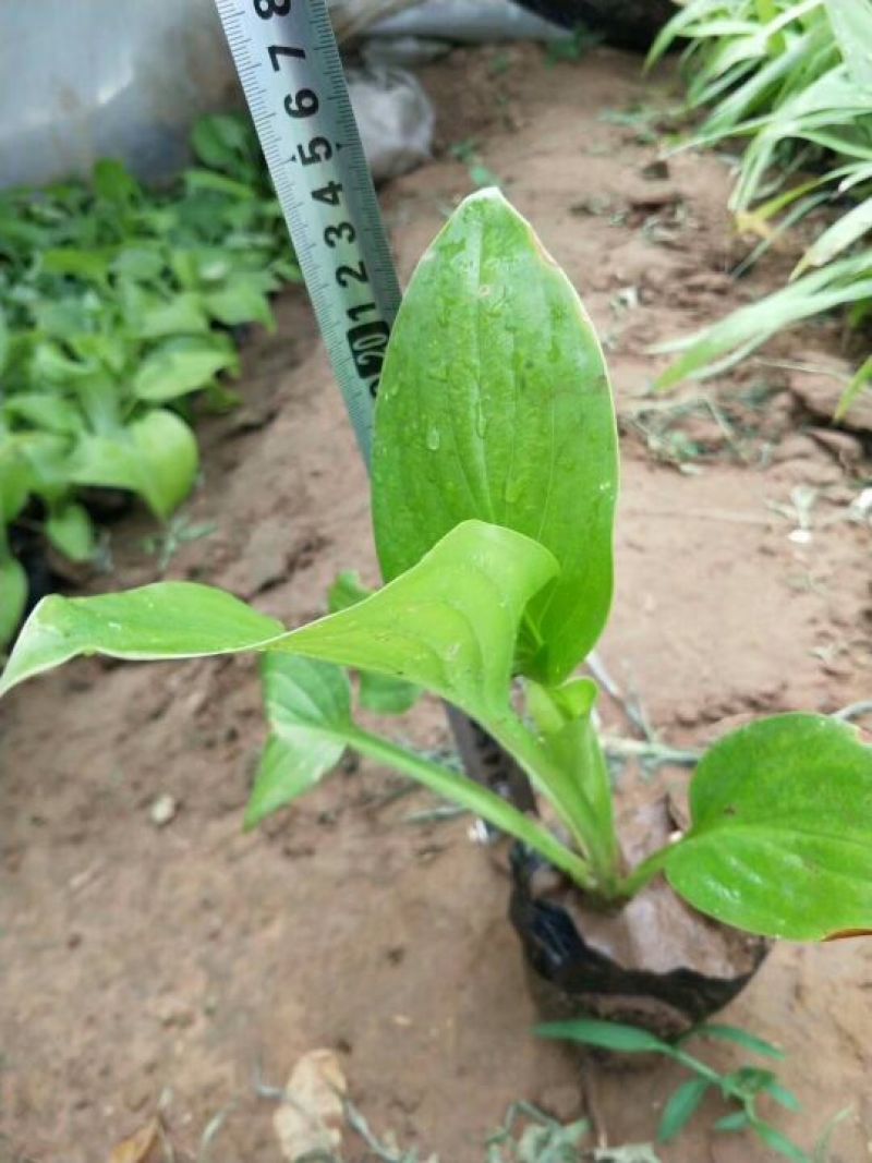 玉簪白玉簪紫玉簪花叶玉簪