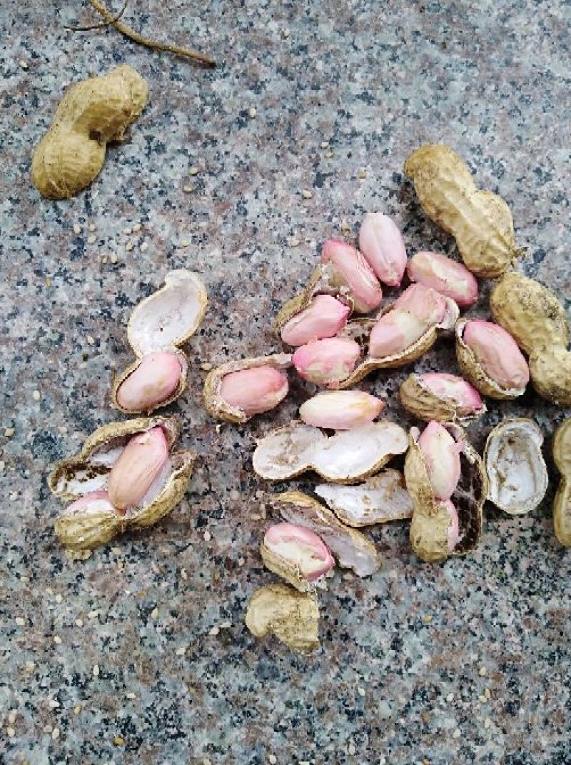 【花生】白皮双粒花生产地直销可视频看货全国发货
