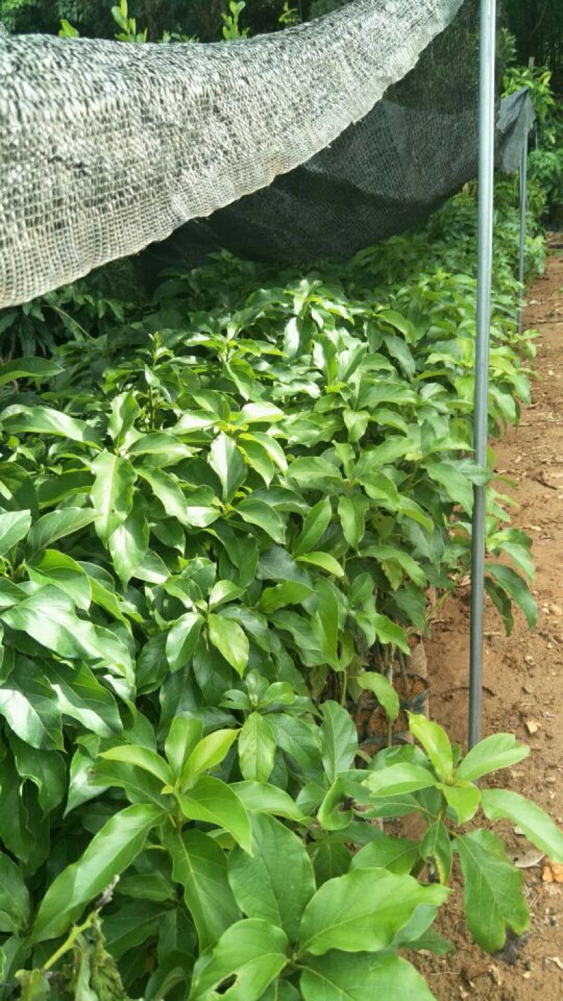 桂垦牛油果苗