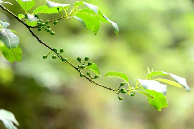 木姜子，山苍籽纯野生
