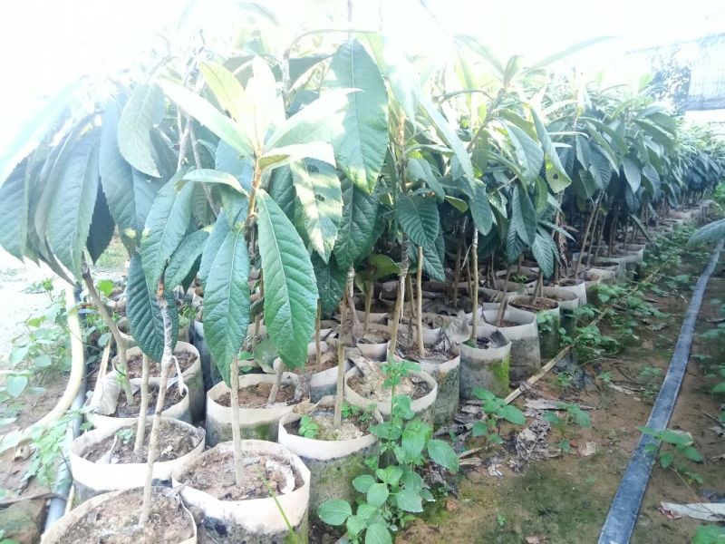 早钟枇杷嫁接袋苗量多价优批发福建漳州