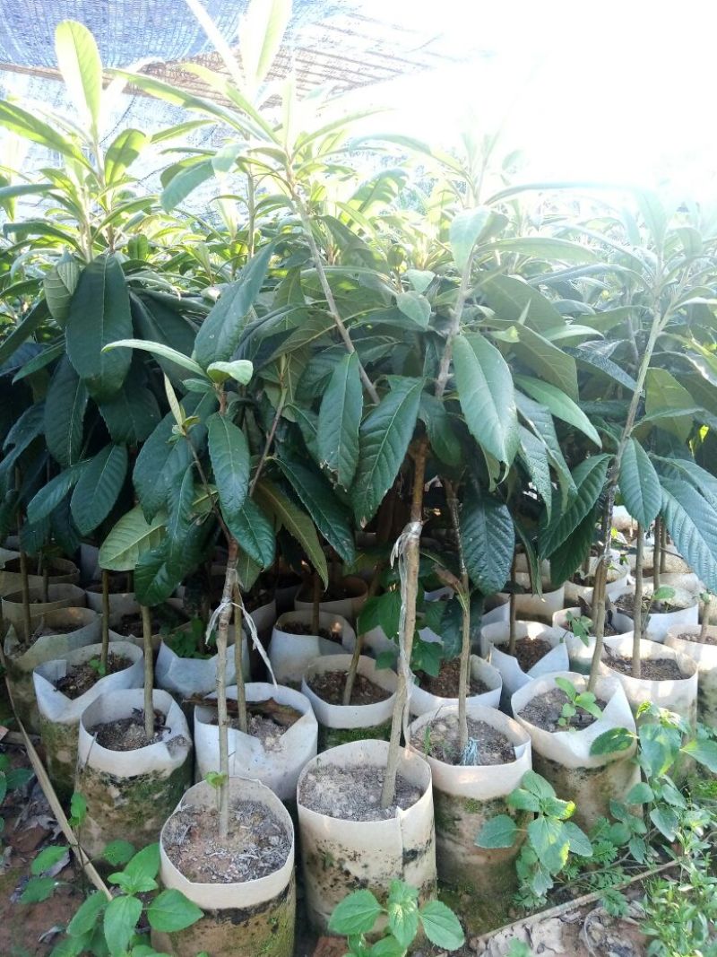 早钟枇杷嫁接袋苗量多价优批发福建漳州