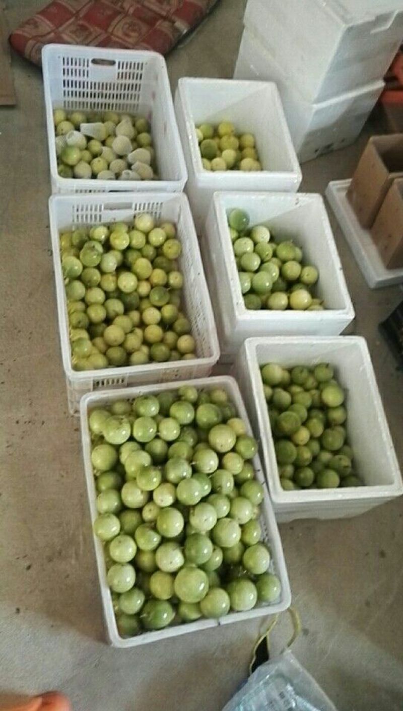 黄金百香果