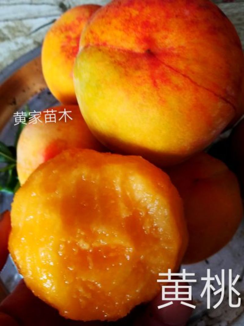 黄桃树苗早熟冰糖心甜黄桃黄金蜜锦绣，黄金冠