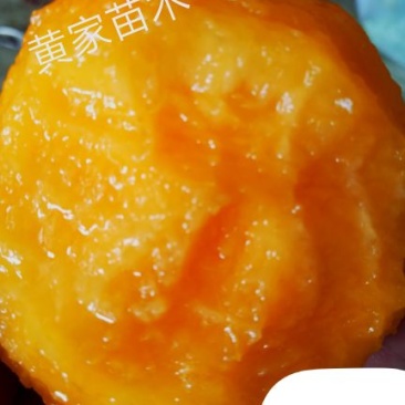 黄桃树苗早熟冰糖心甜黄桃黄金蜜锦绣，黄金冠